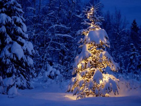 Snow-Laded-Christmas-Tree